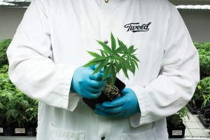 Bundesopiumstelle akzeptiert Selbstanbau von Cannabis