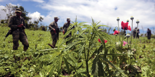 Marijuana- und Opium-legalisierung in Guatemala