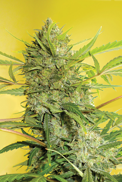 Serious Happiness von Serious Seeds