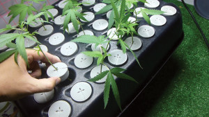 Instanz sieht "Raum für legalen Cannabisanbau"
