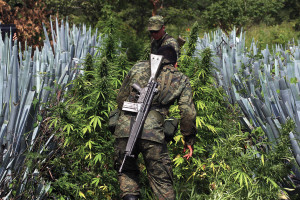 Mexican soldiers pull up marijuana plants found amid a field of blue agave - the plant used for the production of tequila - in a field at El Llano, Hostotipaquillo, Jalisco State, Mexico on September 27, 2012. Members of the Mexican military conducted an operation in the area where so far they have destroyed 40 hectares of marijuana plantations and burned more than 50 tons of plants. AFP PHOTO / Hector Guerrero (Photo credit should read HECTOR GUERRERO/AFP/GettyImages)