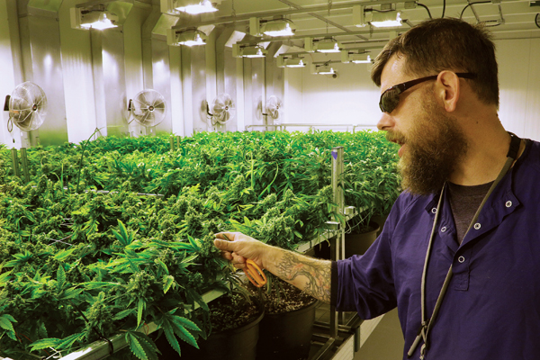 Medical Marijuana Illinois Harvest AP Explains