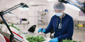 Operations Inside The Tweed Inc. Production Facility As Trudeau Win Signals Gains For Marijuana Stocks